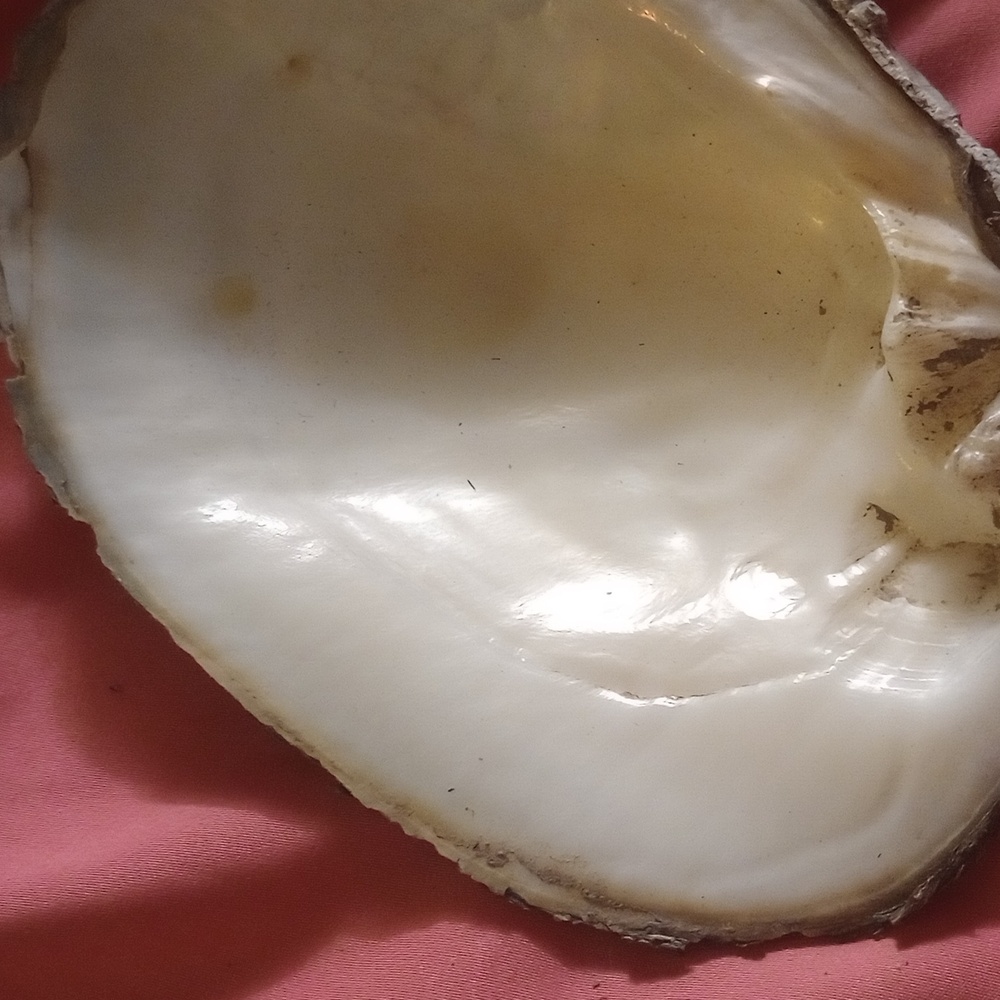 Smudging shell - Picture 3 of 4